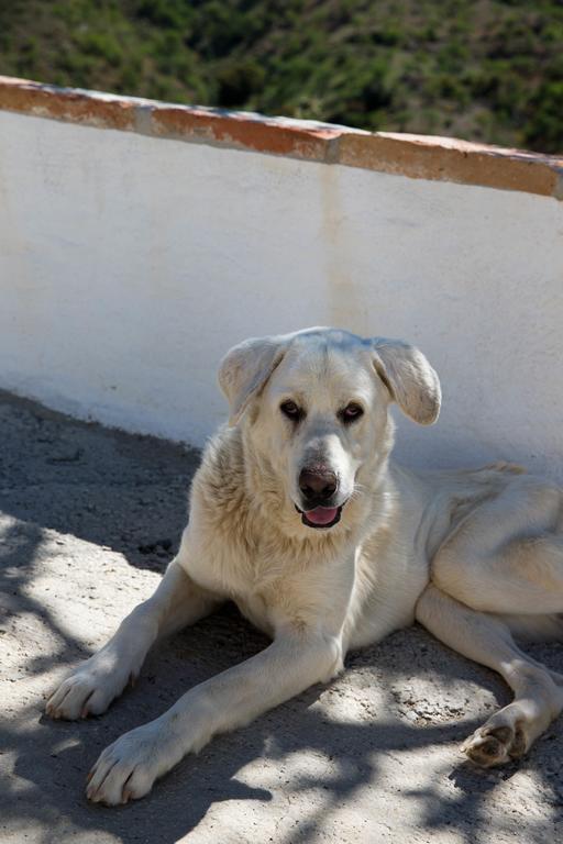 Olías Cortijo Juan Salvadorゲストハウス エクステリア 写真